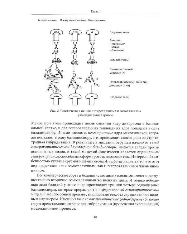 Генетические основы селекции съедобных грибов