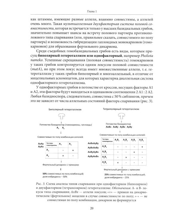 Генетические основы селекции съедобных грибов
