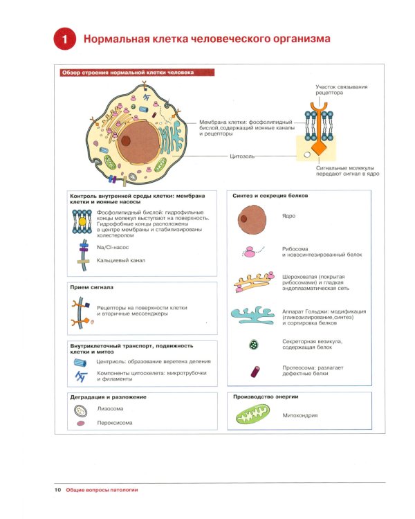 Наглядная патология. 2-е изд