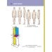 Анатомия человека. Атлас. В 3 т. Т. 1. Остеология, артросиндесмология, миология Анатомия человека. Атлас. В 3 т. Т. 1. Остеология, артросиндесмология, миология