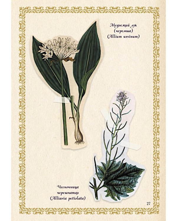 Маленький гримуар ведьмы. Зелья и волшебные травы