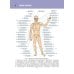 Анатомия человека. Атлас. В 3 т. Т. 1. Остеология, артросиндесмология, миология Анатомия человека. Атлас. В 3 т. Т. 1. Остеология, артросиндесмология, миология