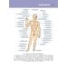 Анатомия человека. Атлас. В 3 т. Т. 1. Остеология, артросиндесмология, миология Анатомия человека. Атлас. В 3 т. Т. 1. Остеология, артросиндесмология, миология