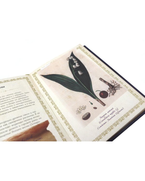 Маленький гримуар ведьмы. Зелья и волшебные травы