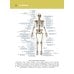 Анатомия человека. Атлас. В 3 т. Т. 1. Остеология, артросиндесмология, миология Анатомия человека. Атлас. В 3 т. Т. 1. Остеология, артросиндесмология, миология