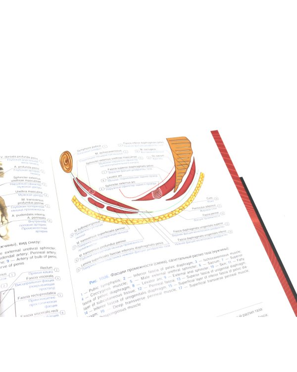 Анатомия человека: атлас: учебное пособие: в 3-х т. Т. 2