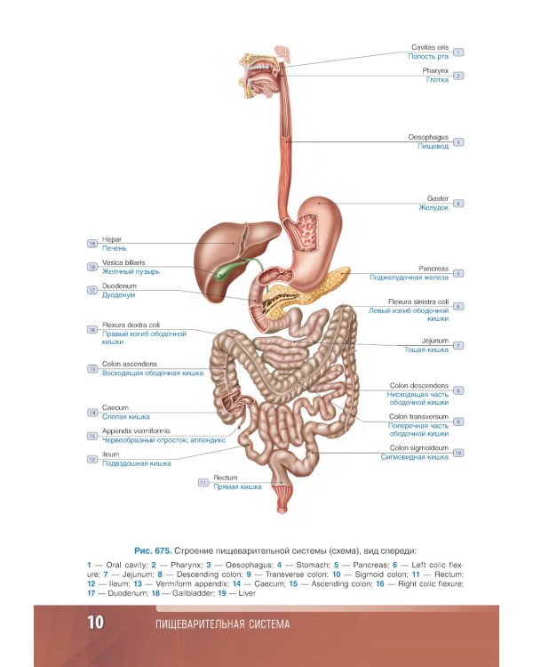 Анатомия человека: атлас: учебное пособие: в 3-х т. Т. 2