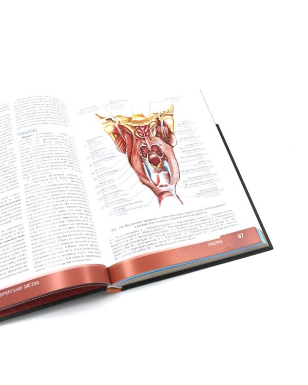 Анатомия человека: атлас: учебное пособие: в 3-х т. Т. 2