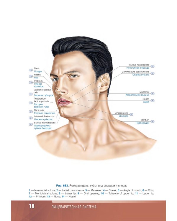 Анатомия человека: атлас: учебное пособие: в 3-х т. Т. 2