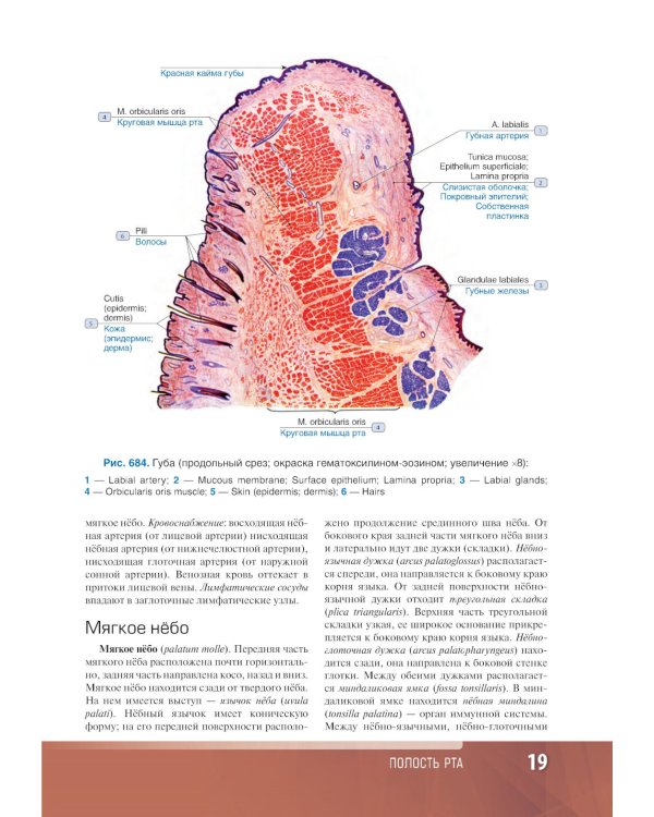 Анатомия человека: атлас: учебное пособие: в 3-х т. Т. 2