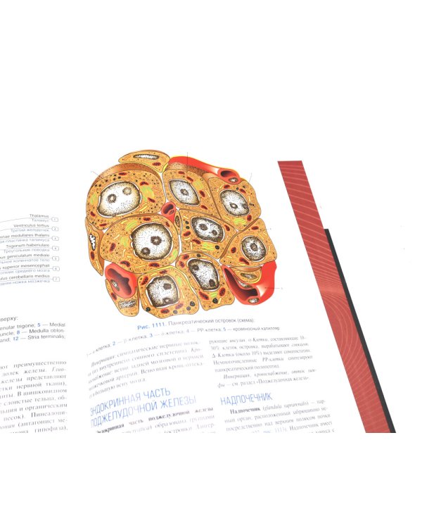 Анатомия человека: атлас: учебное пособие: в 3-х т. Т. 2