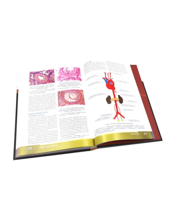 Анатомия человека: атлас: учебное пособие: в 3-х т. Т. 2