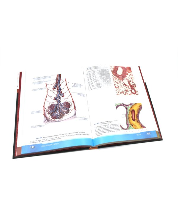 Анатомия человека: атлас: учебное пособие: в 3-х т. Т. 2