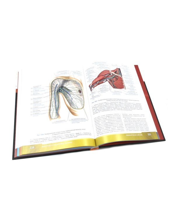 Анатомия человека: атлас: учебное пособие: в 3-х т. Т. 2