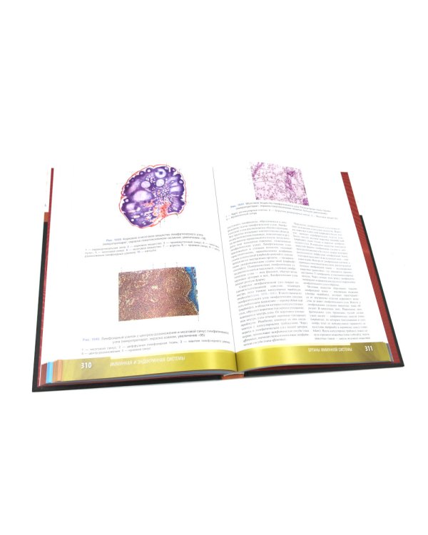 Анатомия человека: атлас: учебное пособие: в 3-х т. Т. 2