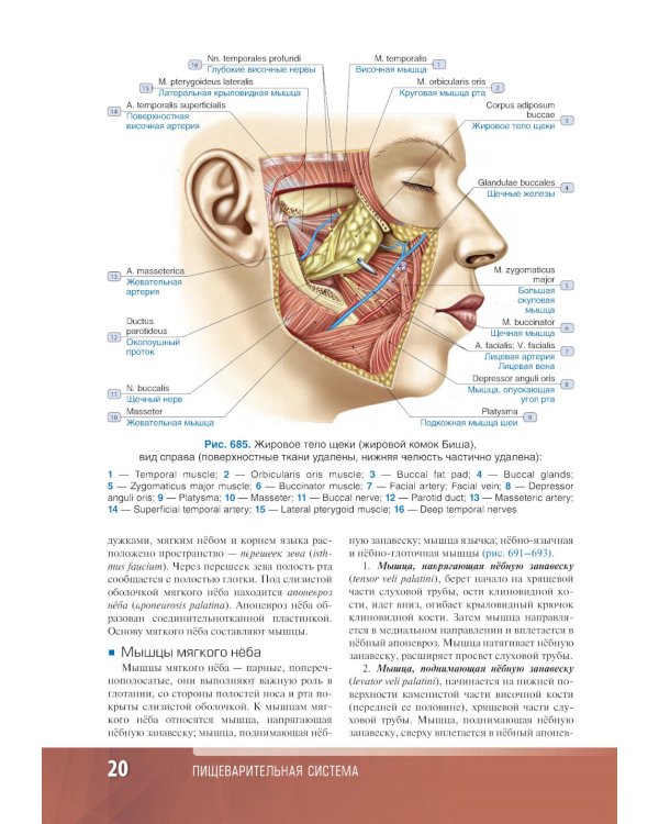 Анатомия человека: атлас: учебное пособие: в 3-х т. Т. 2