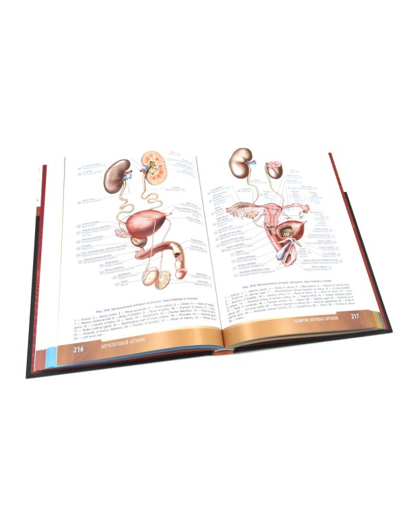 Анатомия человека: атлас: учебное пособие: в 3-х т. Т. 2