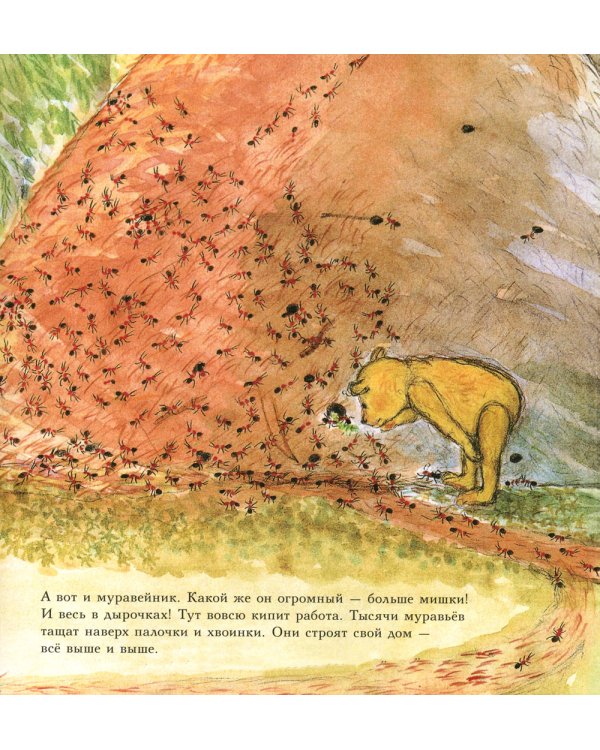 Мишка Бруно в лесу: познавательная книжка-картинка