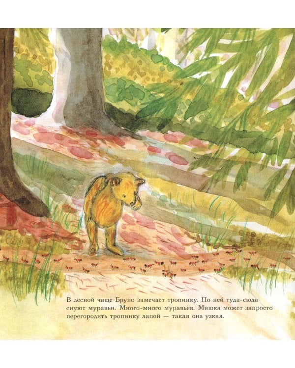 Мишка Бруно в лесу: познавательная книжка-картинка
