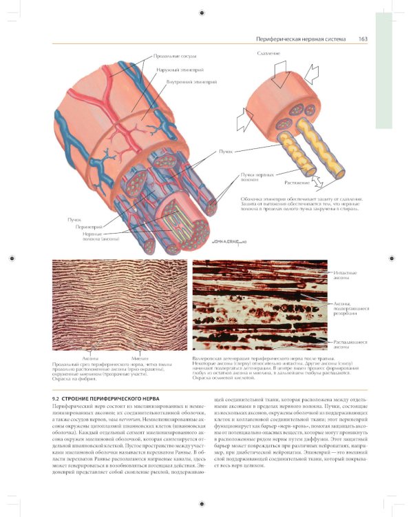 Неврология. Атлас с иллюстрациями Неттера