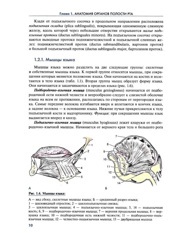 Клиническая морфология органов полости рта человека: Учебное пособие для вузов