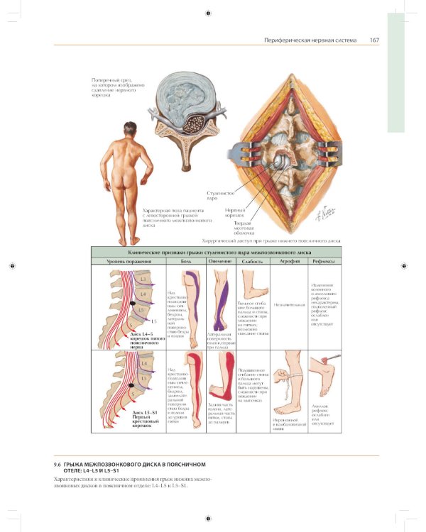 Неврология. Атлас с иллюстрациями Неттера