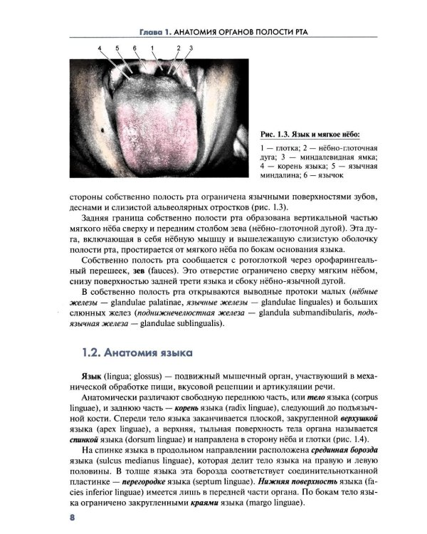 Клиническая морфология органов полости рта человека: Учебное пособие для вузов