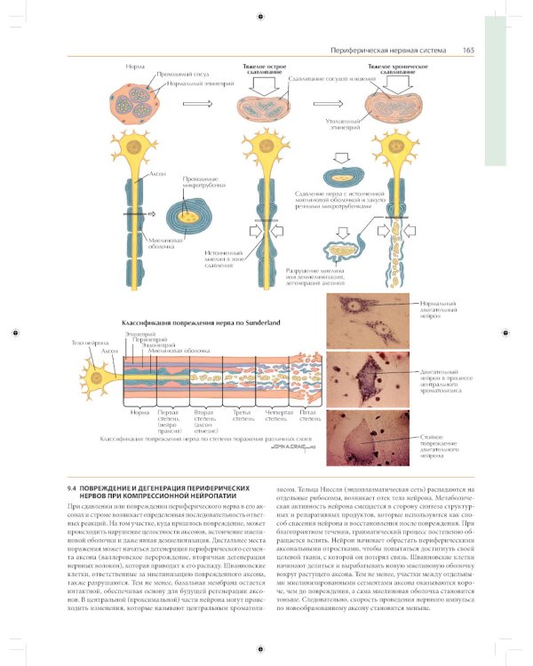 Неврология. Атлас с иллюстрациями Неттера