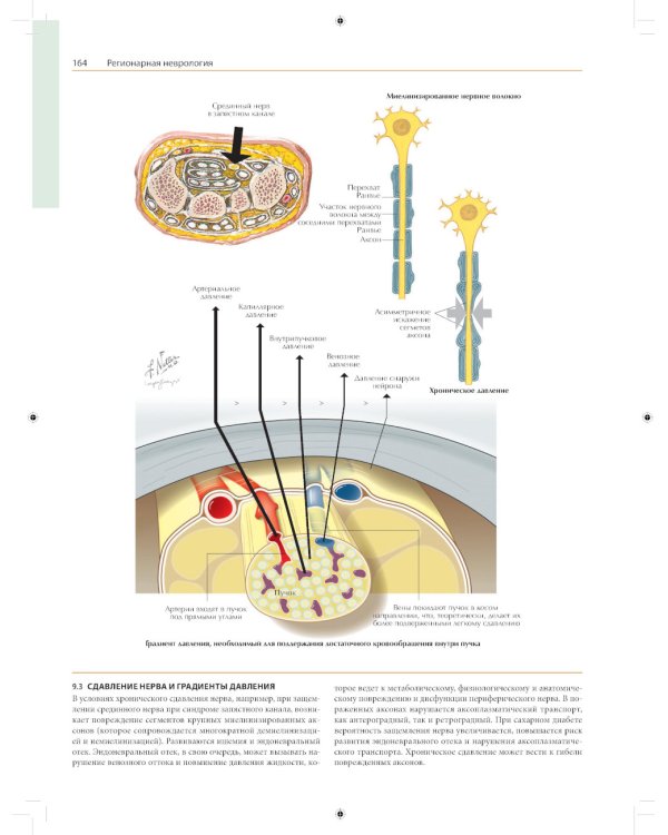 Неврология. Атлас с иллюстрациями Неттера