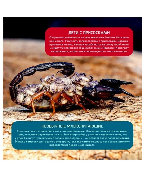 Моя первая книга о животных. 200 фотографий
