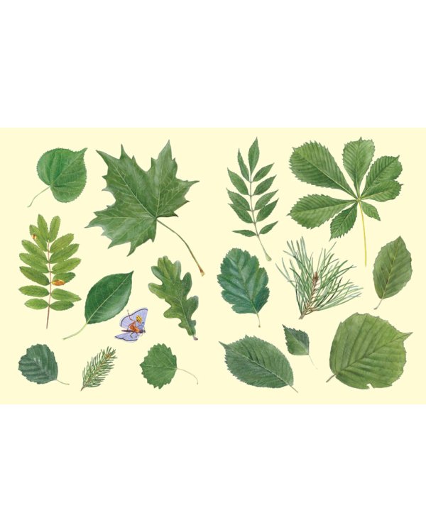 Софи в мире деревьев. Софи в мире цветов (комплект из 2-х книг)