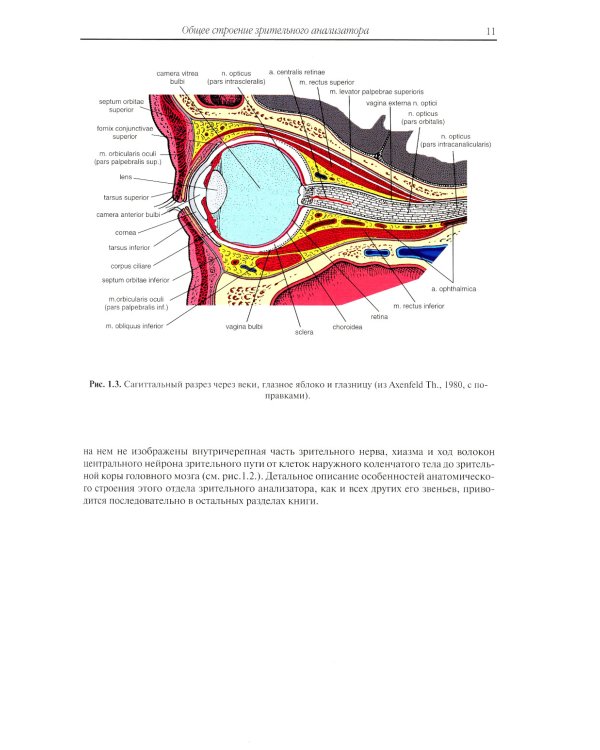 Клиническая анатомия органа зрения человека. 6-е изд