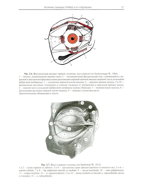 Клиническая анатомия органа зрения человека. 6-е изд