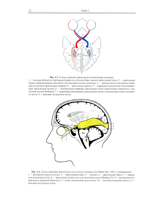 Клиническая анатомия органа зрения человека. 6-е изд