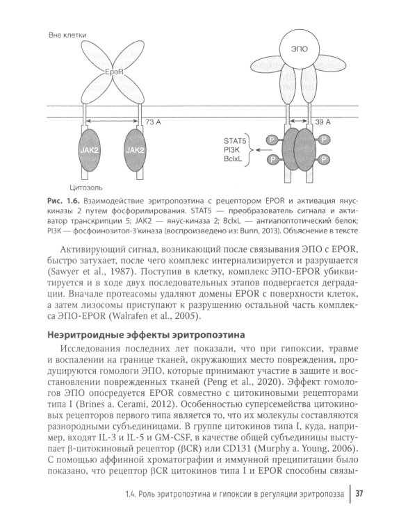 Клиническая феррология
