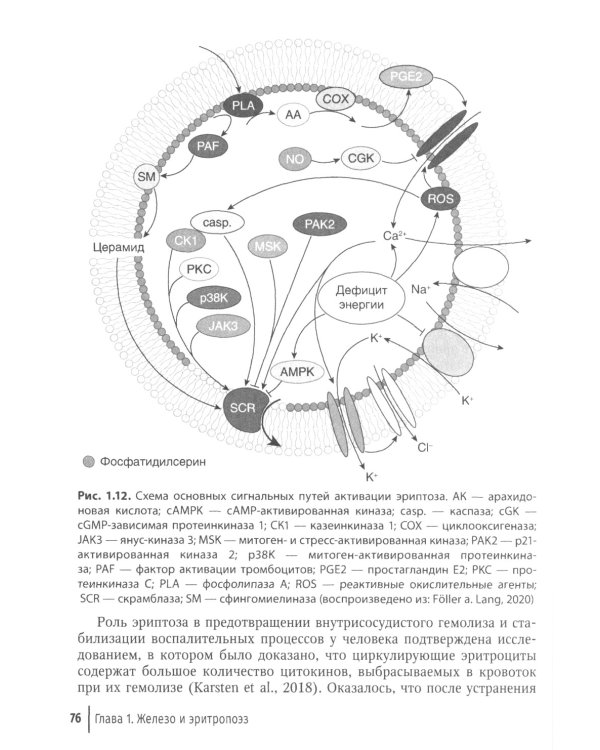 Клиническая феррология