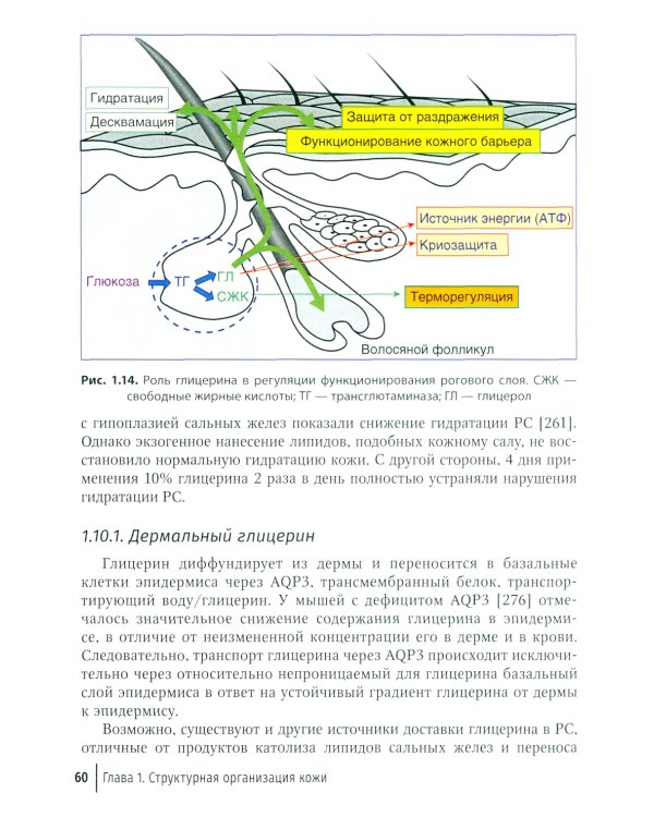 Физиология и патология кожи. Ксероз кожи