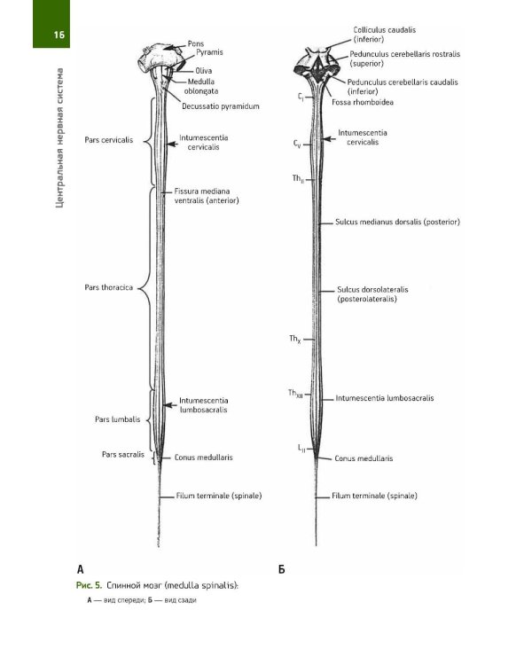 Анатомия Человека. Атлас: В 3 т. 2-е изд., перераб. (комплект из 3-х книг)
