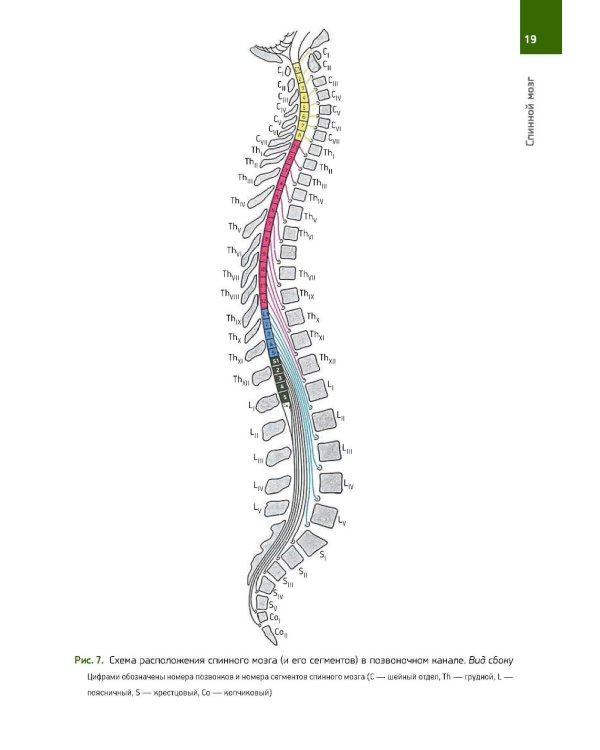 Анатомия Человека. Атлас: В 3 т. 2-е изд., перераб. (комплект из 3-х книг)