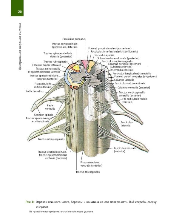 Анатомия Человека. Атлас: В 3 т. 2-е изд., перераб. (комплект из 3-х книг)