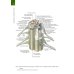 Вместе дешевле Анатомия Человека. Атлас: В 3 т. 2-е изд., перераб. (комплект из 3-х книг)