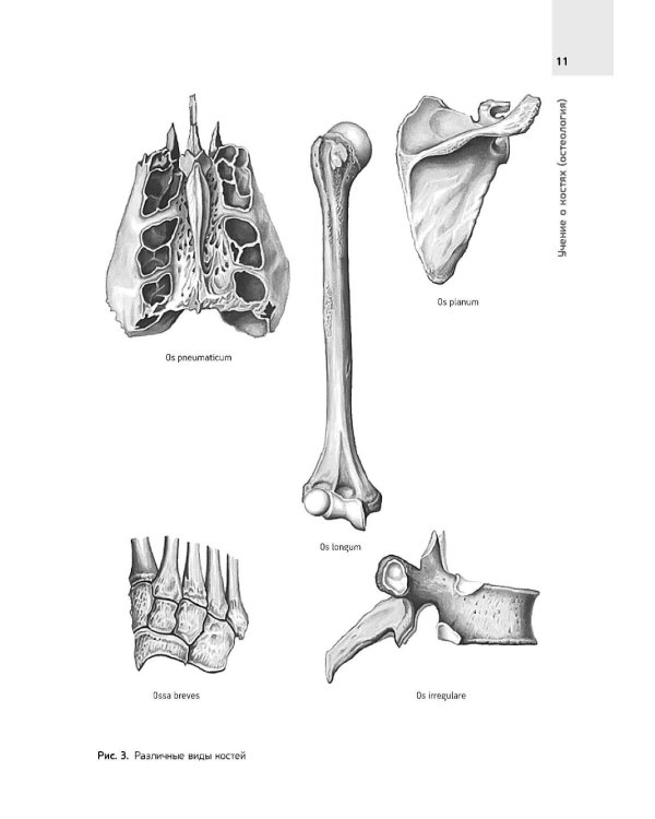 Анатомия Человека. Атлас: В 3 т. 2-е изд., перераб. (комплект из 3-х книг)