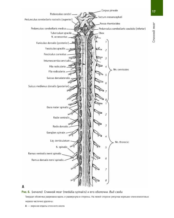 Анатомия Человека. Атлас: В 3 т. 2-е изд., перераб. (комплект из 3-х книг)