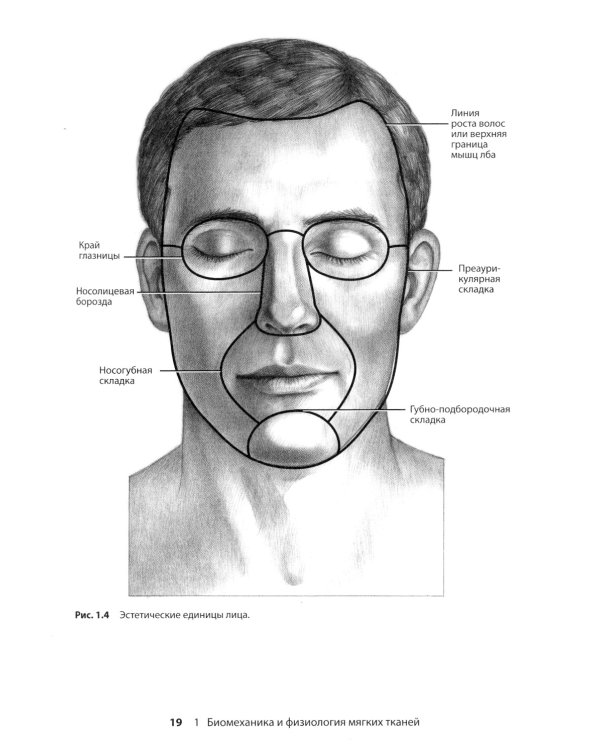 Реконструктивная пластическая хирургия лица: Дифференцированный подход с учетом особенностей эстетических субъединиц. 3-е изд