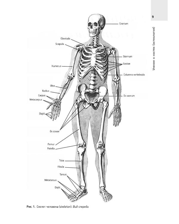 Анатомия Человека. Атлас: В 3 т. 2-е изд., перераб. (комплект из 3-х книг)