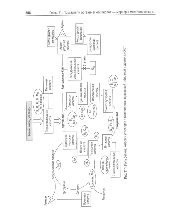 Управление метаболическим здоровьем. В 3-х т.: Т. 3