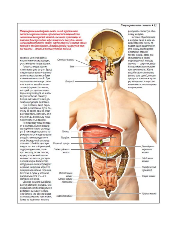 Анатомический атлас. Основы строения и физиологии человека