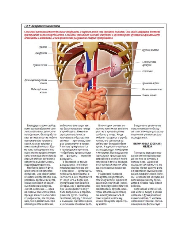 Анатомический атлас. Основы строения и физиологии человека