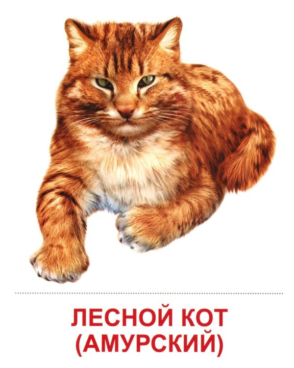 Дикие животные-2. 16 демонстрационных картинок с текстом на обороте