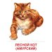 Дикие животные-2. 16 демонстрационных картинок с текстом на обороте